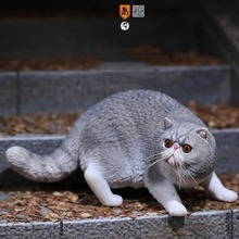 MrZ新款现货直属异国短毛猫加菲猫仿真宠物猫模型可爱动物摆件