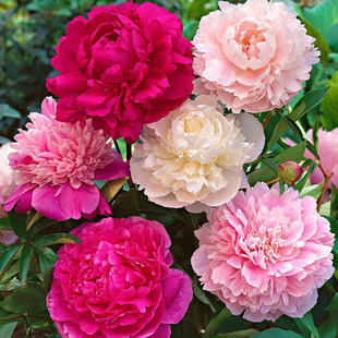 Wholesale Peony Flower Seedlings Shipped with Buds, Perennial Peony Root Blocks, Peony Root Varieties, Complete Varieties, Large Quantity, Excellent Price