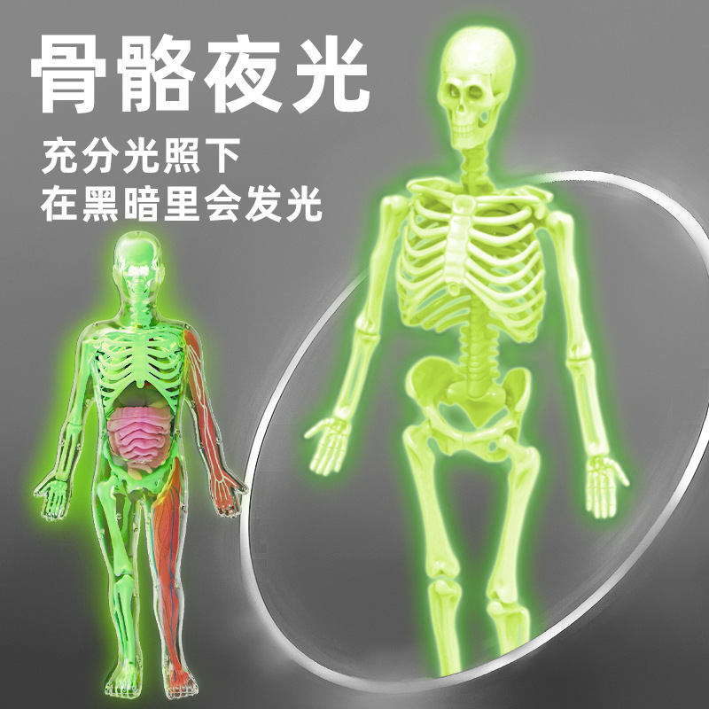 跨境人体骨骼模型玩具套装儿童人体科教实验拼装躯体结构益智玩具|undefined