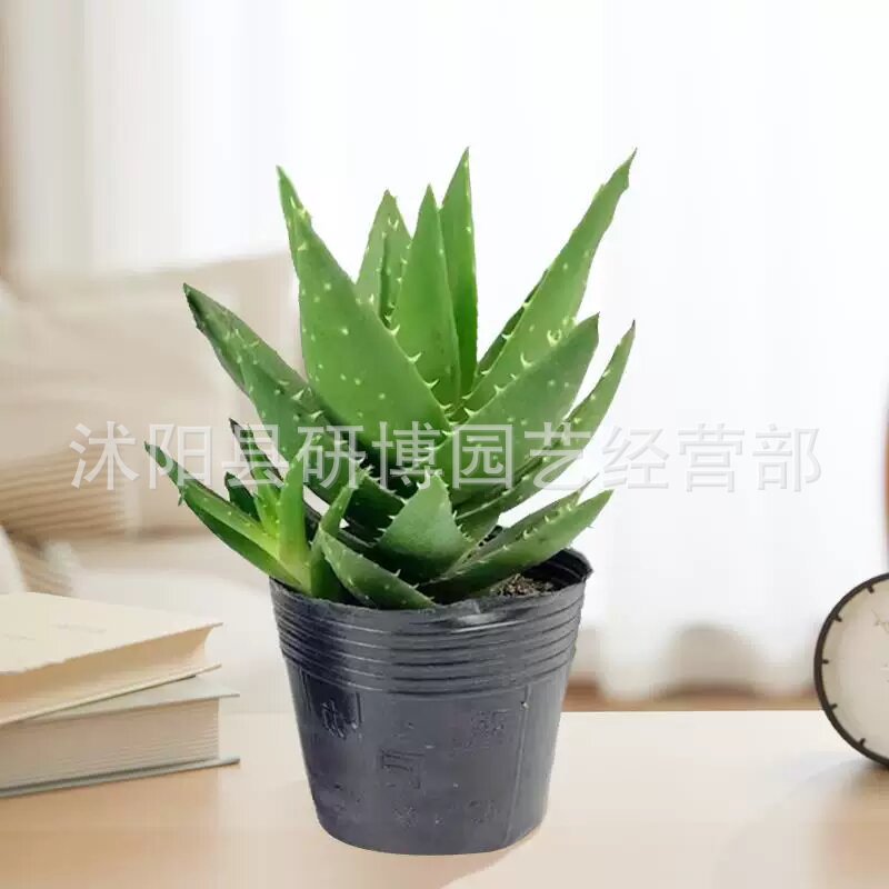 Curacao Aloe Vera sala de macetas belleza irrigación piel verde escritorio de oficina carne ciudad que nunca duerme Aloe Vera flores cactus