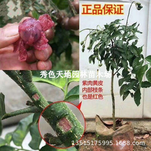 �޽��u���SƤ������ɫ�����SƤ����o���SƤ��������ļ�����Y��