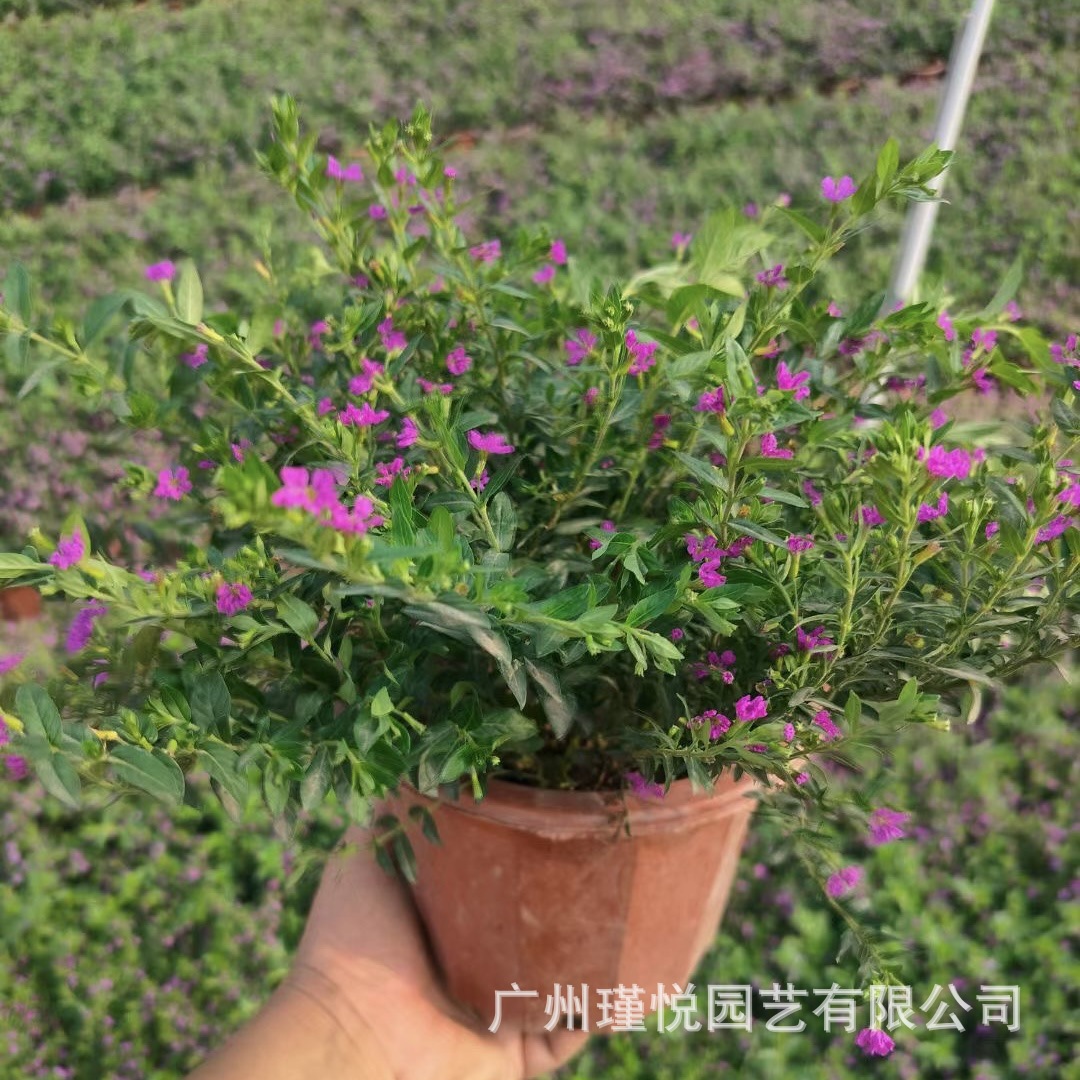 五星花盆栽满天星花绿植工程绿化用苗庭院造景公园植物苗木批发