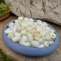 中药用途蚕茧功效与用法指南