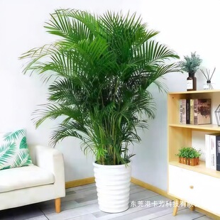 ���FҬ�Ә�����՚�����������ɢβ���Pβ���ݗ���҃��̨