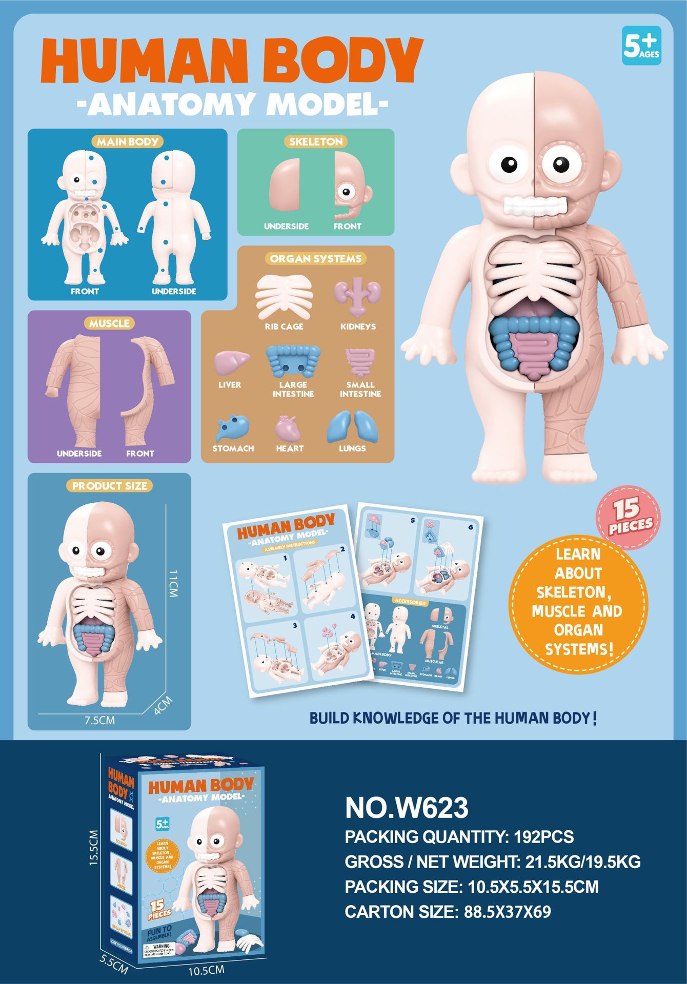Juguetes de ciencia y educación transfronterizos maniquí articulaciones humanos niños juguetes de ciencia y educación juguetes cognitivos científicos al por mayor