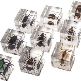 【月销量1080】家居新款树脂工艺品昆虫方块昆虫琥珀标本科普教具