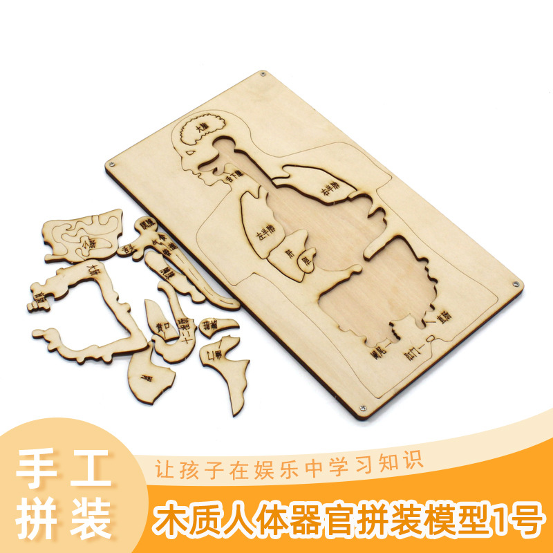 Modelo de ensamblaje de órganos humanos de madera No. 1