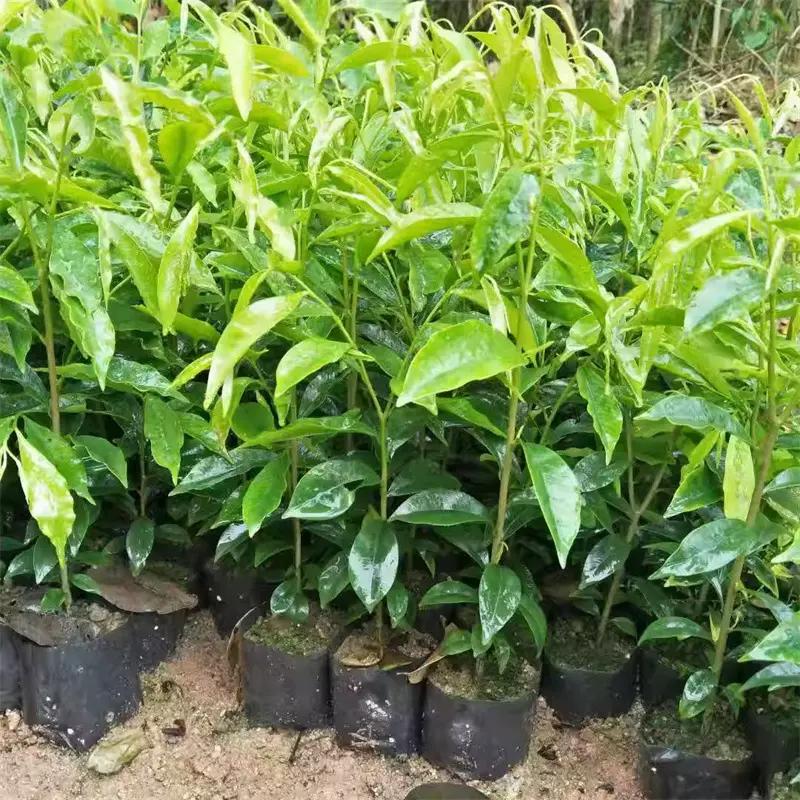 基地批发海南沉香树苗嫁接奇楠沉香苗别墅庭院绿植降真香白木香苗