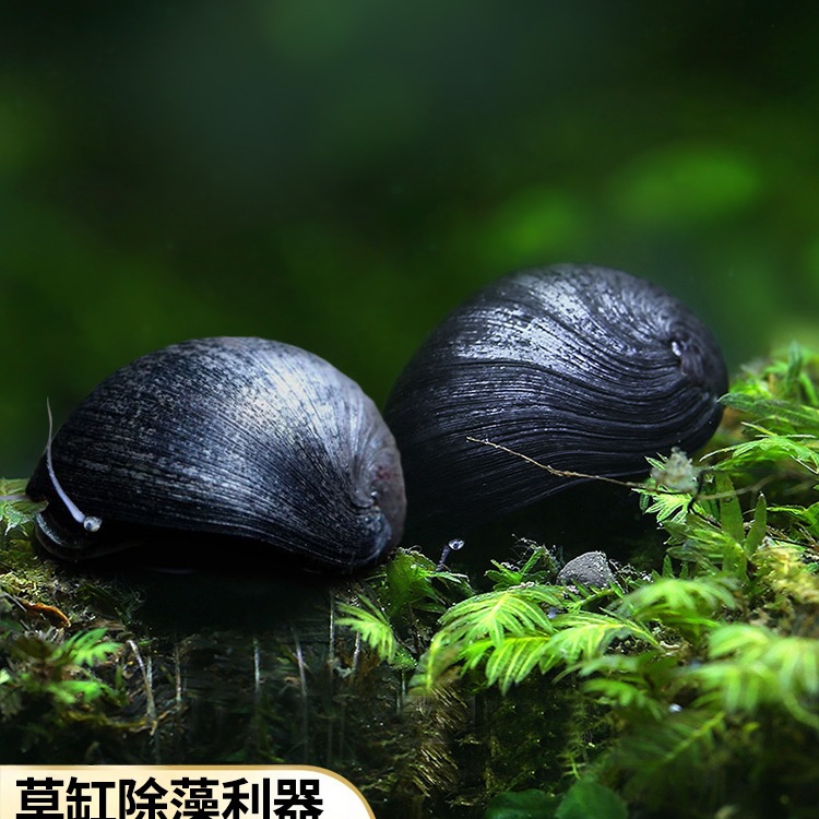 黑金刚螺观赏螺除藻清洁淡水工具螺热带鱼观赏活体宠物刷缸蜗牛螺