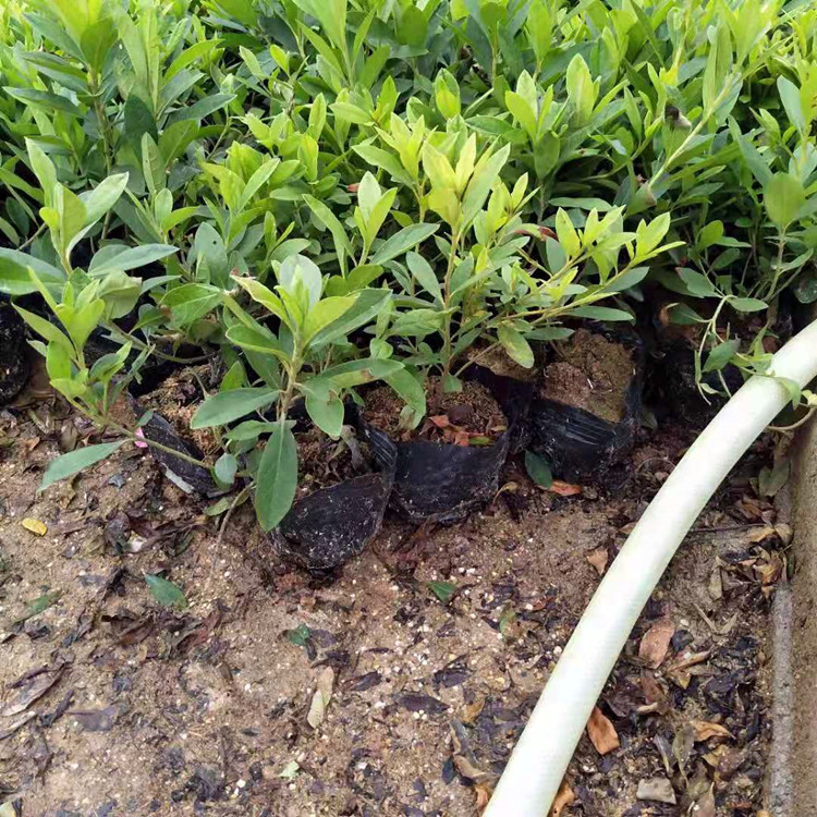 湖南杜鹃杯苗 12-14-16杯锦绣杜鹃杯苗 使用于工程绿化