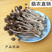 江西不开伞干茶树菇散装农家自产新鲜香茶树菇土特产干货500g包邮