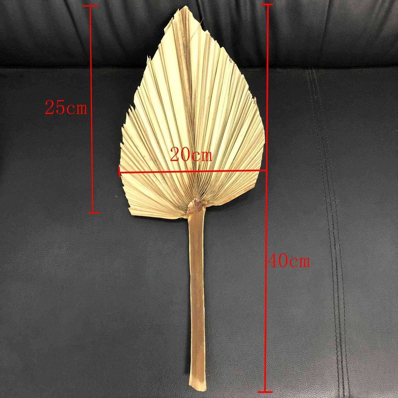 开学季金黄秋日楼道自然环创竹排蒲扇干花小芦苇背景墙装饰素材包|undefined