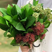 �ߙn����õ���¹��~ �Ҿӻ�ˇ�Ʒ ��֦����ݽ����ٻ�