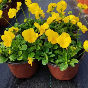 �r��ݻ� ���� ���N��ɫ ��ɫ�� ʯ�� ���@С�^���� ���ش���