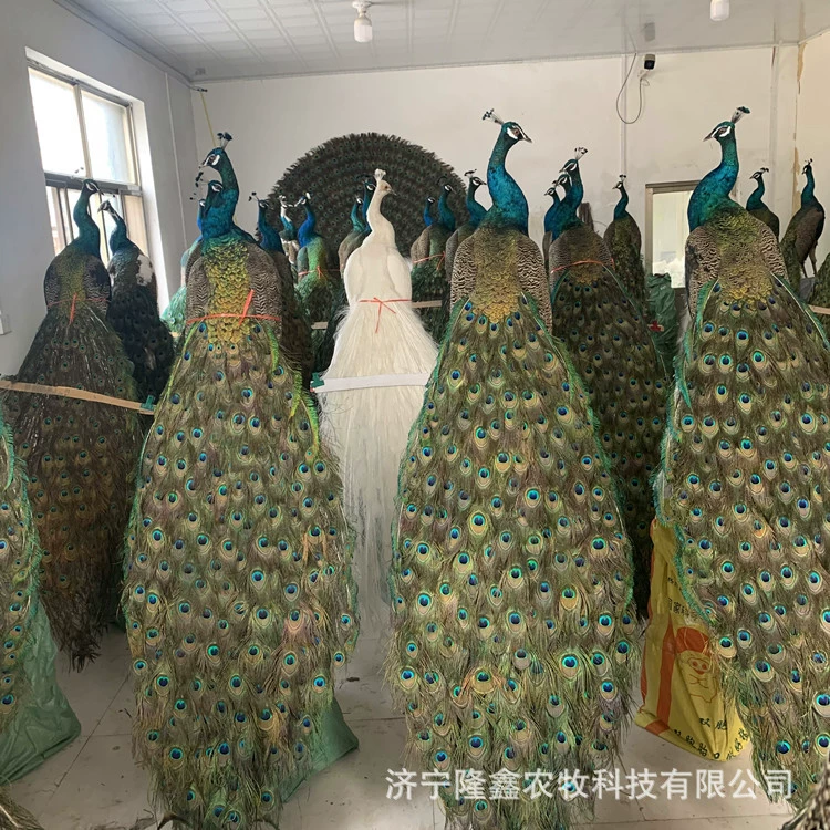 Декоративные украшения для домашнего офиса Павлин образец украшения ремесла для продажи Павлин веер