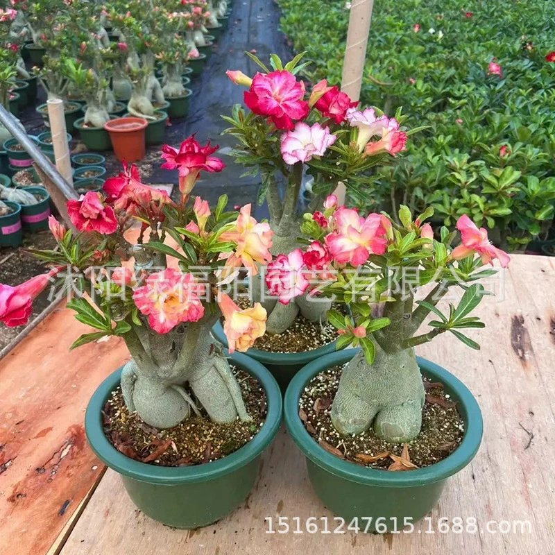 Саженцы двухцветковой пустынной розы, зеленые растения и цветы, которые легко выращивать в любое время года, цветут в том же году, бонсай из старого ствола пустынной розы для балкона.