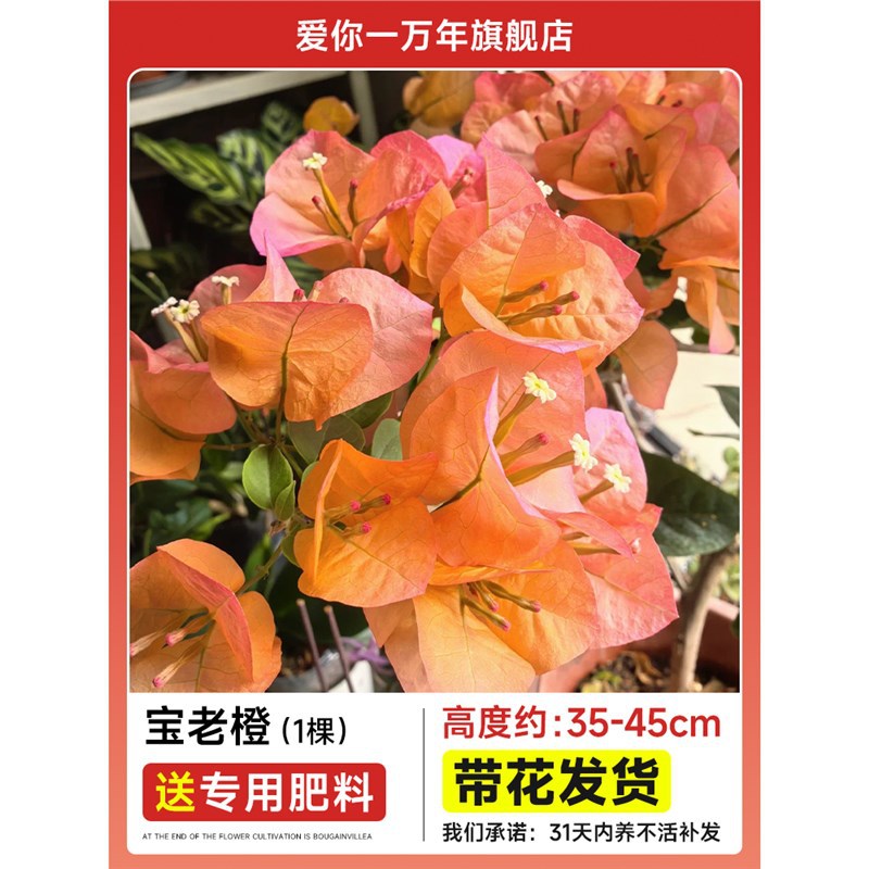 부겐빌레아 : 바오라오 오렌지 모종 [꽃과 함께 배송] + 비료
