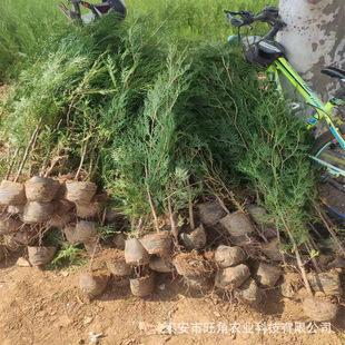 �I�B���Ȱ�����NҎ��ؘ����ɽ�G������һ�ׂȰ���r��