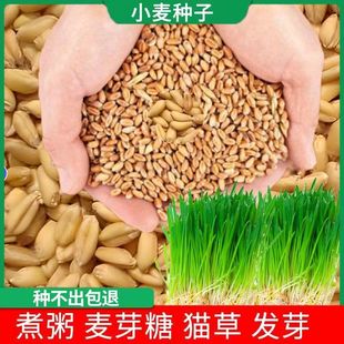 2024 New Wheat Grain Maltose Wheat with Skin Wheat Grain Cat Grass Seeds Edible Flour Wheat Seeds