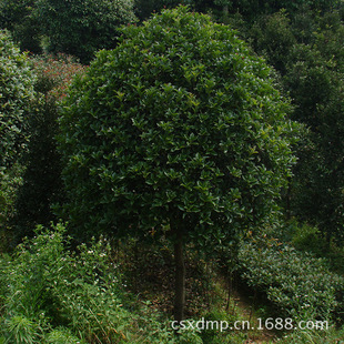 Hunan Osmanthus Specializes in Planting Osmanthus Trees That Are Resistant to High Temperatures and Not Afraid of Cold, Suitable for Planting Greenery Seedlings in Various Places