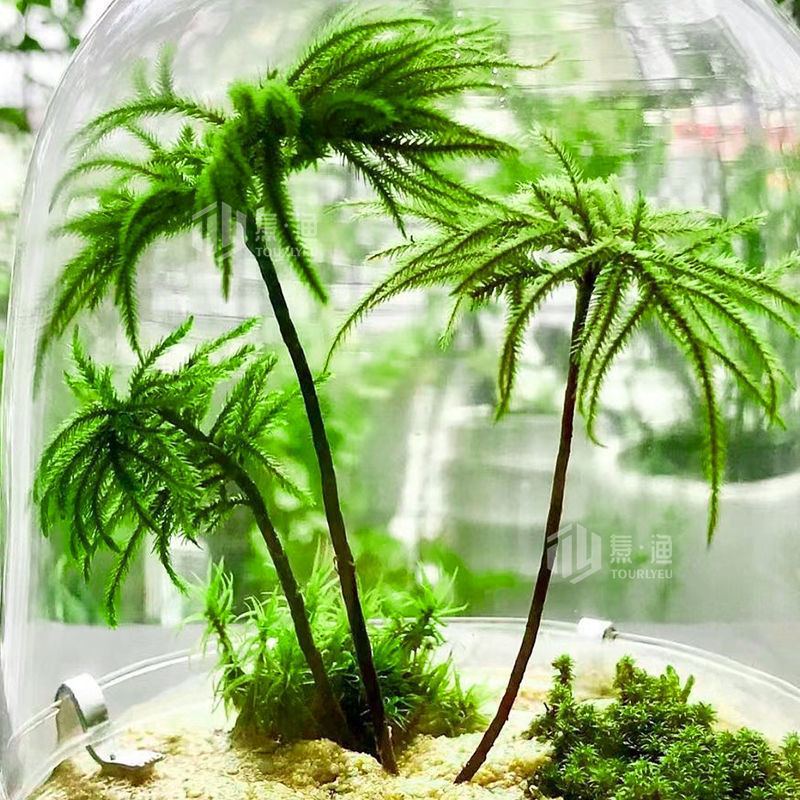 Fish Tank Aquarium Landscaping Moss Ecological Bottle Aquatic Moss Fresh Everlasting Moss Aquatic Plant Tank Palm Rain Shower Fish Tank Aquarium Landscaping Moss Ecological Bottle Aquatic Moss Fresh Everlasting Moss Aquatic Plant Tank Palm Rain Shower