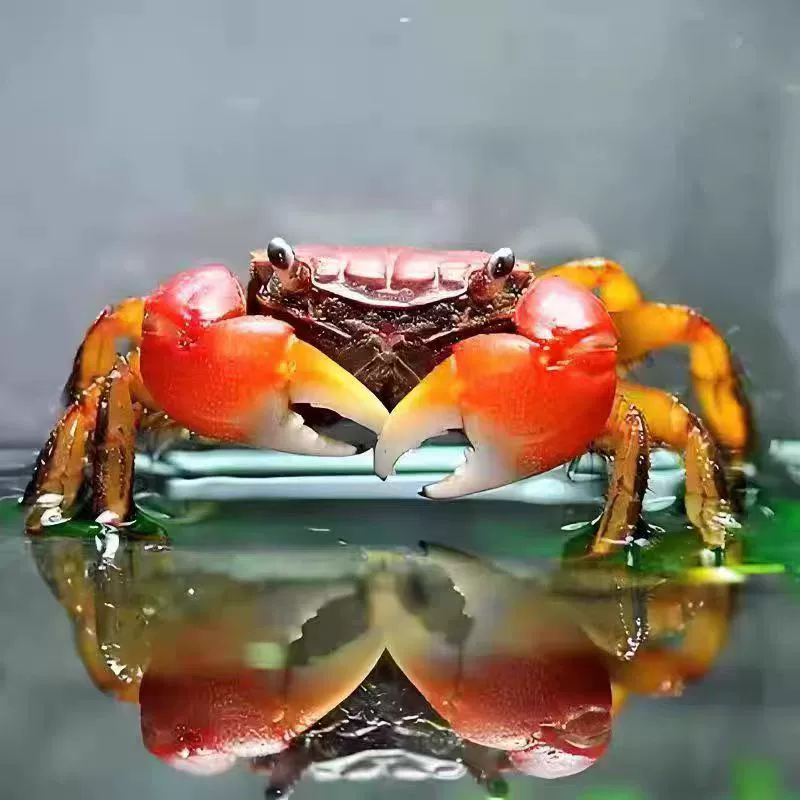 Краб из свежей речной хриницы (краба) живой корпус украшение настольный лазания плодный краб охранник краб-питомец краб водорослеух аквариум очистители