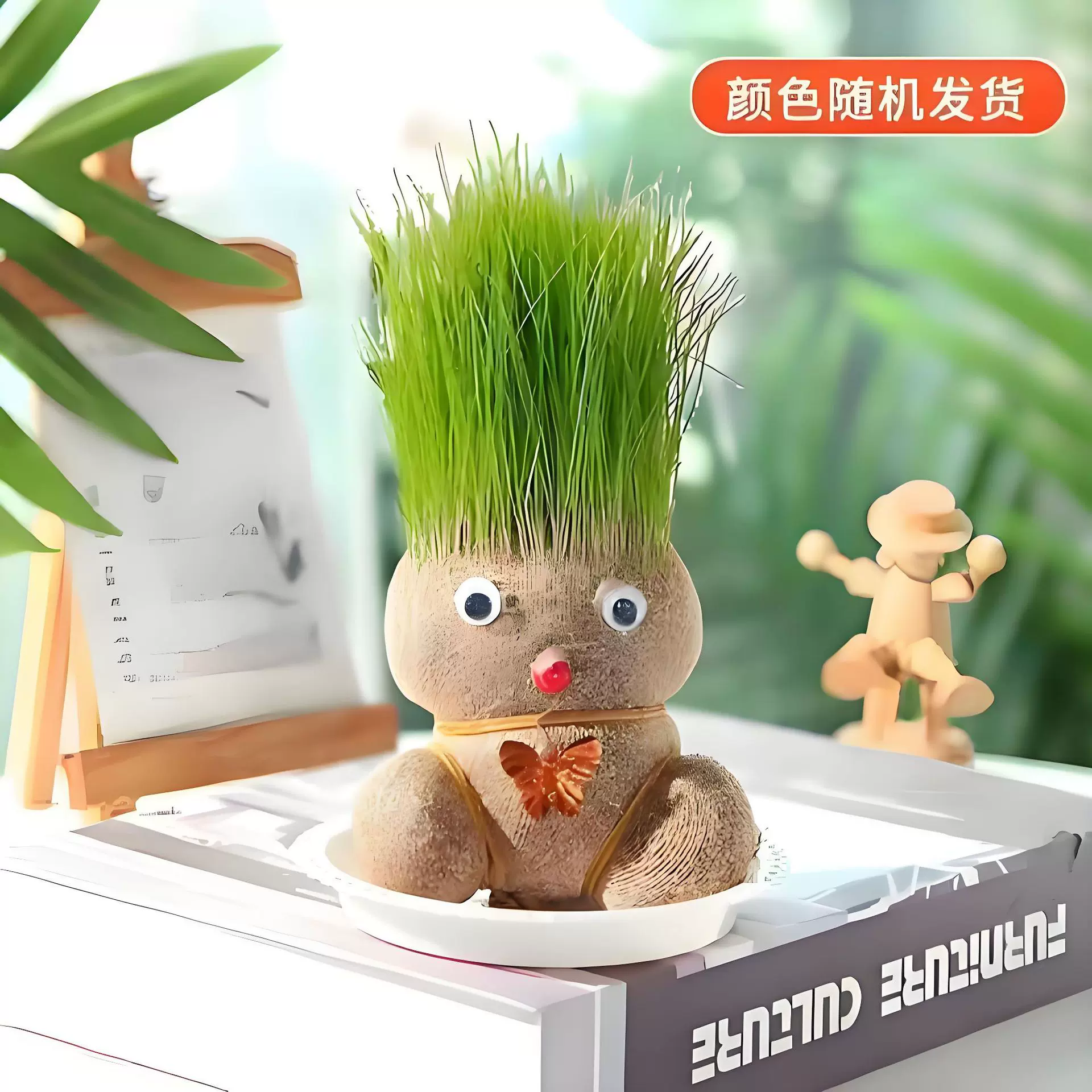 草头娃娃小盆栽长草娃娃开花娃娃绿植水培幼儿园儿童趣味草娃娃