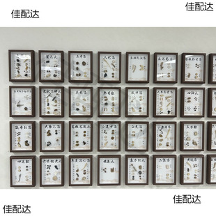 Specimen Specimen Decorative Jewelry High Color Value Teaching Introduction Nourishing Herbal Specimen Medicinal Diet