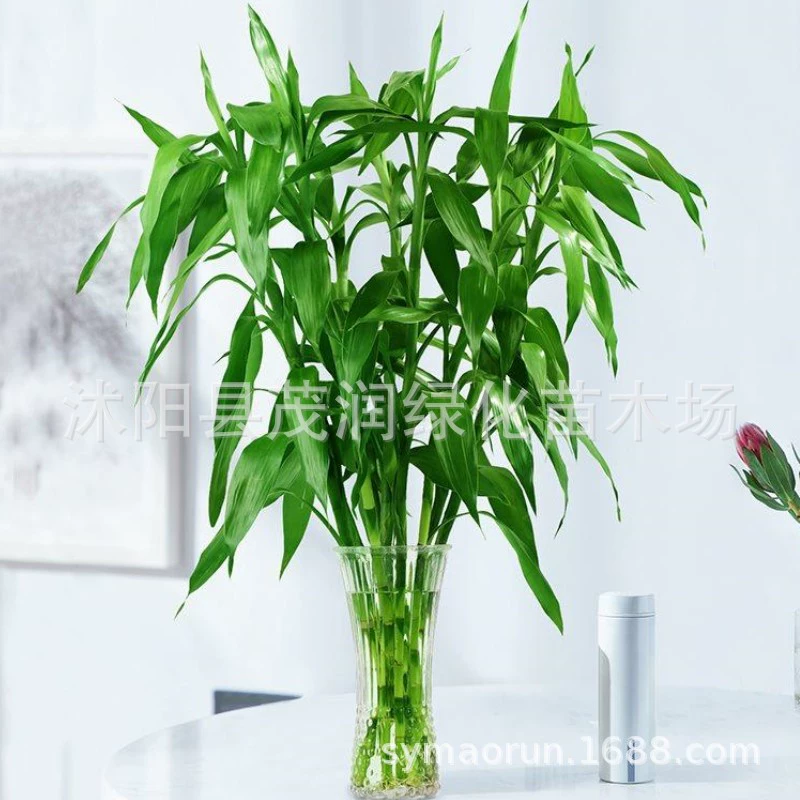 Комнатное гидропонное растение настольное листва Горшечное растение зеленые растения продажи вечнозеленые цветы крупнолистовой бамбук