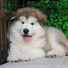 狗
