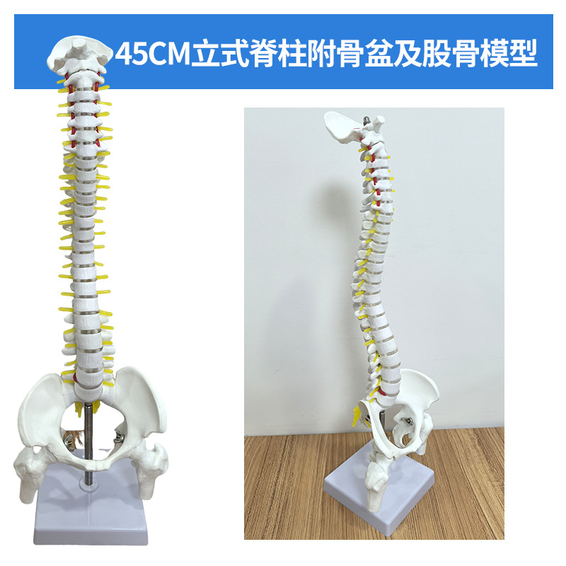 45 85CM���弹��ģ�ͷ��������׵׵�����񾭾�׵��׵β׵׵��