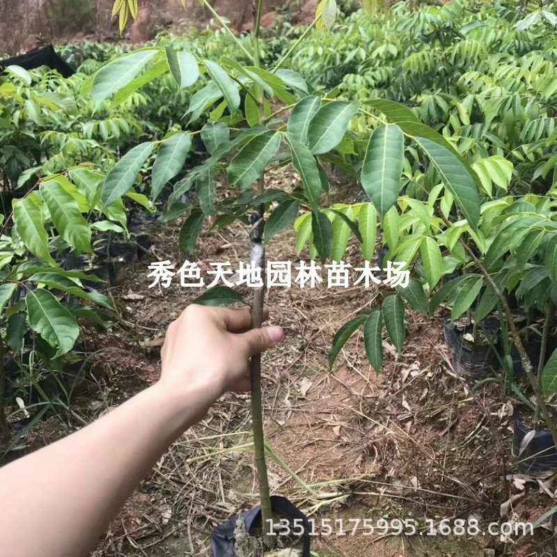 黑橄榄果树苗黄橄榄苗青橄榄工艺乌橄榄树苗嫁接橄榄油苗带土发货