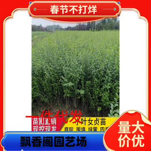 ���~ŮؑС�~Ůؑ���~�������߅���B�NͥԺ�G��ֲ��ľ��