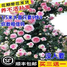 欧洲花特大花浓香四季庭院阳台攀援植物爬藤母系苗