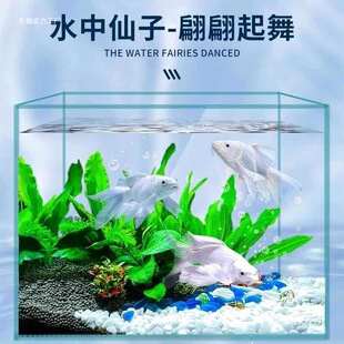 ̨����������ˮ�^�p�~ʯ��׶������w�{�^�Lβ�\���~���Ԍ������S