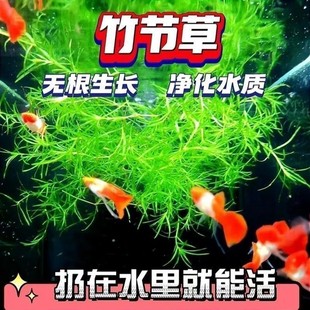 Bamboo Grass Indian Small Bamboo Centipede Grass Aquatic Plant Real Grass Fish Tank Aquatic Plant Landscaping Fish Grass Tank Novice Green Plant
