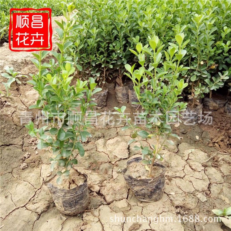 Саженцы популуса семена дыни Саженцы популуса Саженцы французского падуба саженцы падуба Пномпень Самшит двор саженцы живой изгороди