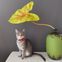 仿真PU美人海芋叶五彩芋 花叶芋 美人彩叶芋 北欧ins家居装饰植物