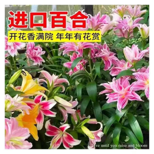 �ذ���ˮ�ٺϷN���M�ڰٺϻ��༾���N�_���׷N���ֲ�������̨