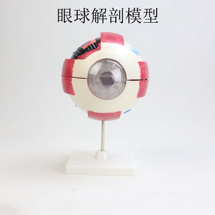 人体眼球模型 眼球解剖模型 6倍大可拆卸 生物眼球模型器材