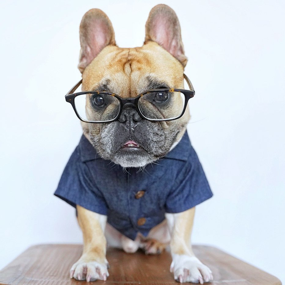 hawaiian shirt for dog