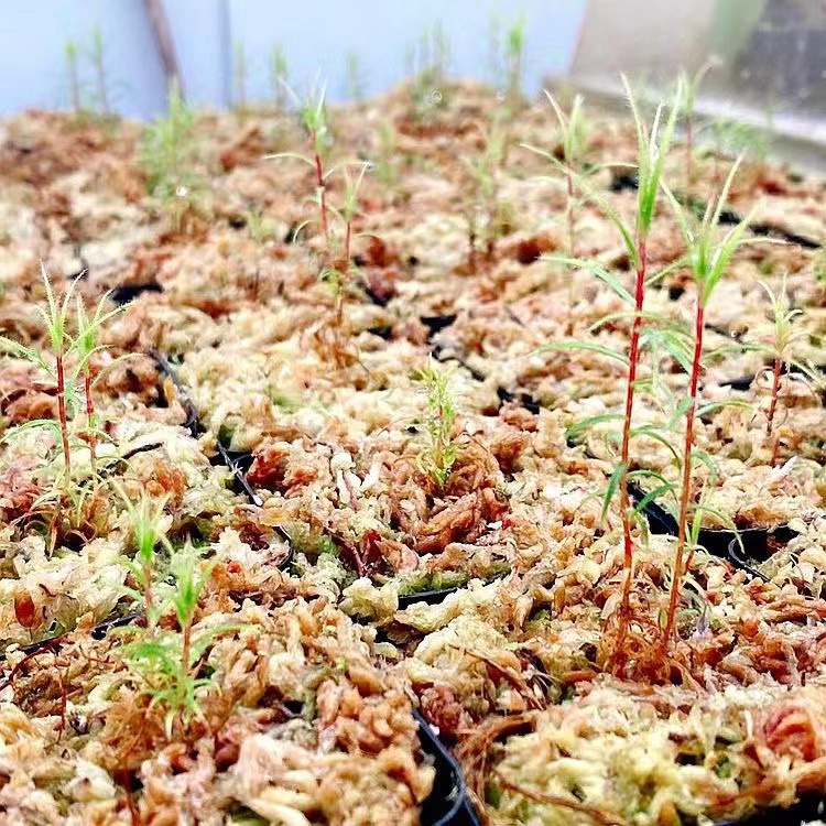 L'arbre insectifuge Medusa est d'environ 3cm de haut