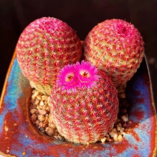 I Red Sun Succulent Plant Blooming Cactus Four Seasons Real Seedling Purple Sun Indoor Balcony Desktop Potted Plant
