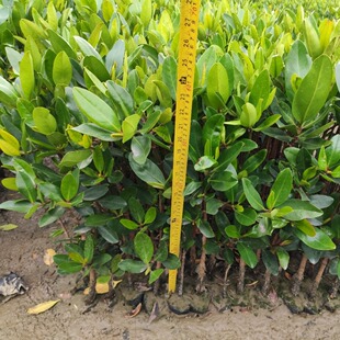 Autumn Eggplant, Various Specifications, Quality Assurance, Mangrove Potted Plant Base Direct Sales