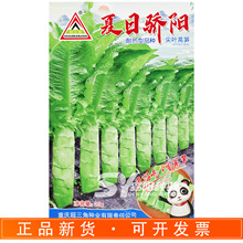 超三角夏日骄阳香莴笋种子耐热尖叶莴苣清香脆嫩春秋种植适应性广