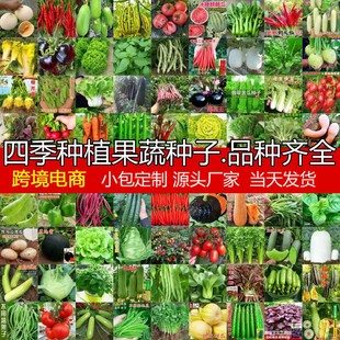 Wholesale Four-Season Vegetable Seeds, Indoor and Outdoor Balcony Courtyard Sowing Coriander, Lettuce, Strawberry, Pepper and Vegetable Seeds