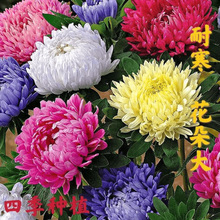 【翠菊种子】大花翠菊 好养的花种 庭院花种四季开花室外花种