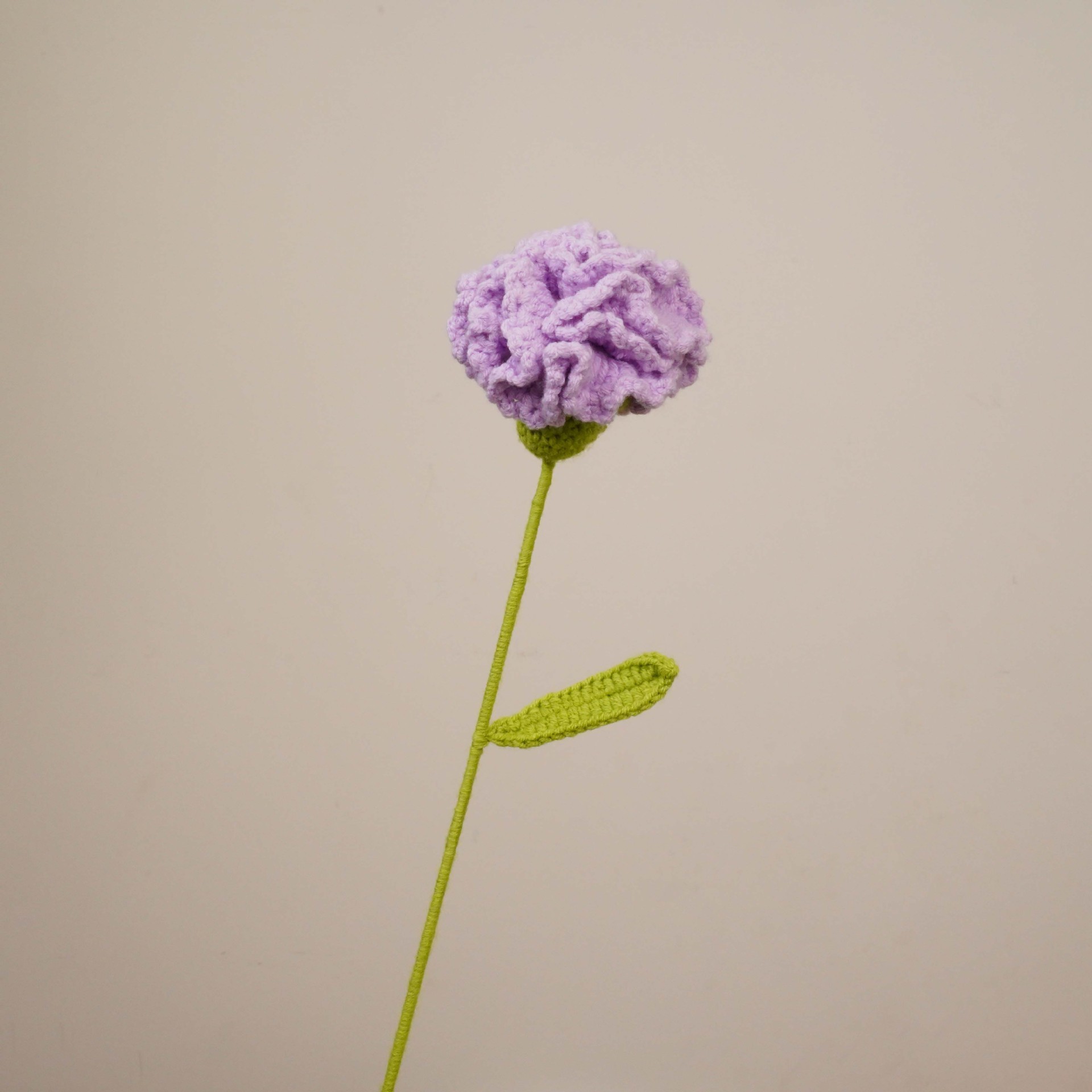 카네이션(보라색)