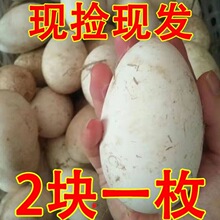 枚散养8020批发装蛋狮头鹅0g农家10