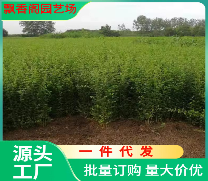水蜡树苗水蜡球小叶女贞苗金叶女贞树苗庭院围墙绿篱道路绿化带
